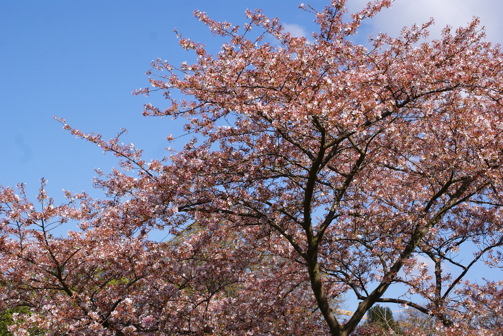 Blooming Cherry Tree in Hermannshof Garden