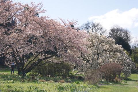 Blooming Cherry Trees in Hermannshof, Weinheim