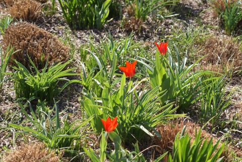 Tulips in Hermannshof, Weinheim