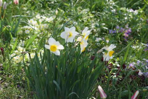 Daffodils in Hermannshof Garden, Weinheim